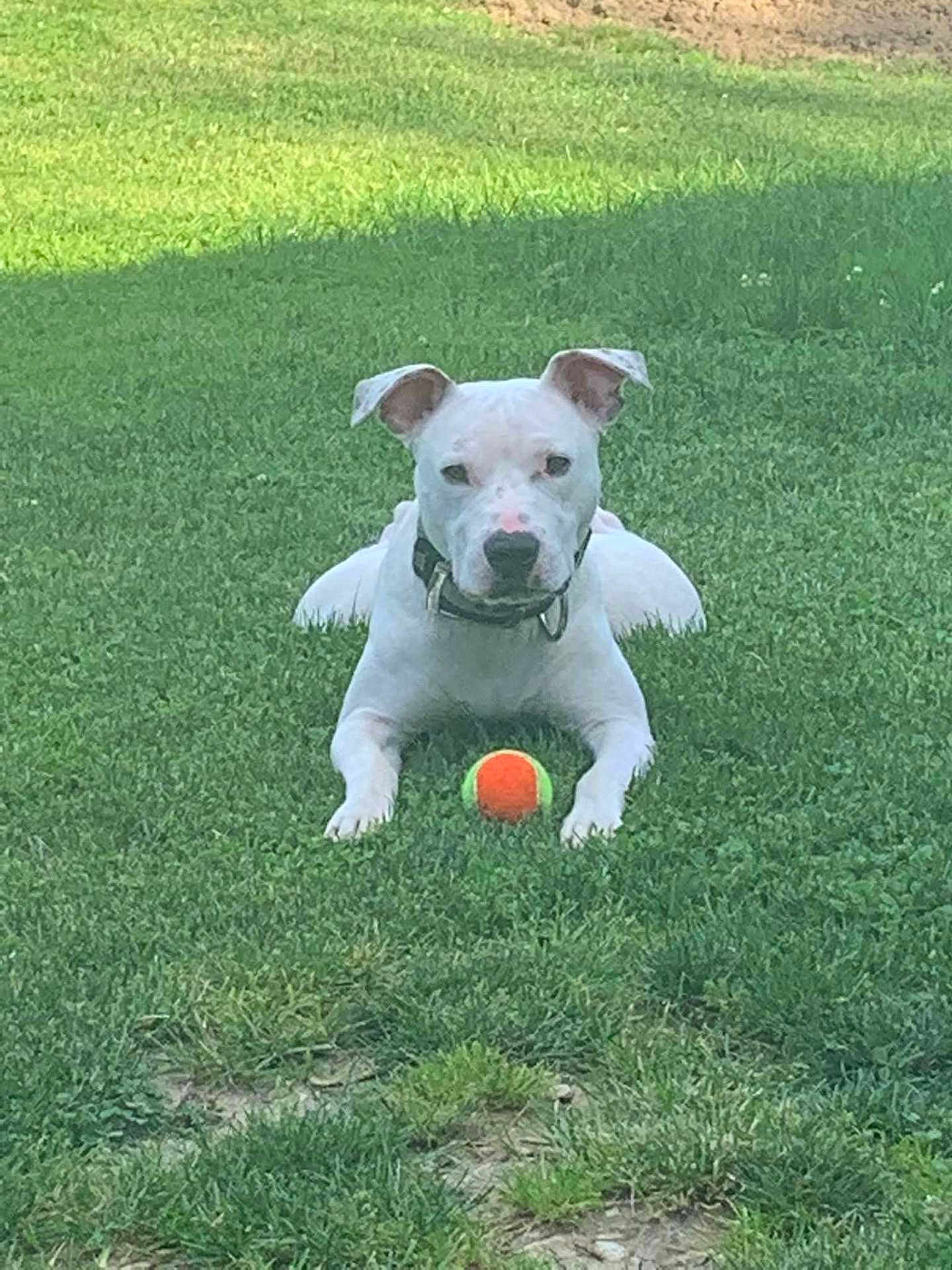 Chance Mathew joined the competition — help win amazing prizes! animal, collar, cute, daytime, dog, ears, front_legs, grass, green, ground, lying_down, nature, outdoor, pet, playing, snout, summer, tennis_ball, waiting, white_dog