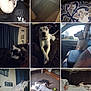Chance Mathew is registered to the contest to win money with this photo: animal, blanket, car, car_interior, carpet, cat, couch, curtains, dog, floor, furniture, home, human, indoor, living_room, person, pet, relaxing, table, white_dog