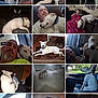 Chance Mathew joined the competition — help win amazing prizes! affection, blanket, car, car_seat, collage, companion, couch, dog, floor, human, indoor, man, outdoor, pet, playing, relaxing, sleeping, toy, white_dog, window