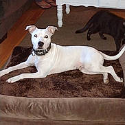 Chance Mathew joined the competition — help win amazing prizes! animal, black_cat, brown, carpet, cat, coffee_table, collar, dog, dog_bed, floor, footwear, furniture, indoor, living_room, person_feet, pet, plush, relaxed, sandals, white_dog