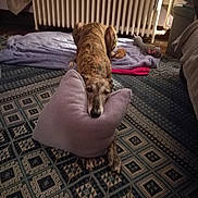 Teo a rejoint le concours — aidez-le/la à gagner de superbes lots ! bed, canidae, carnivore, comfort, companion_dog, couch, dog, dog_breed, floor, flooring, furniture, house, lurcher, puppy, whippet