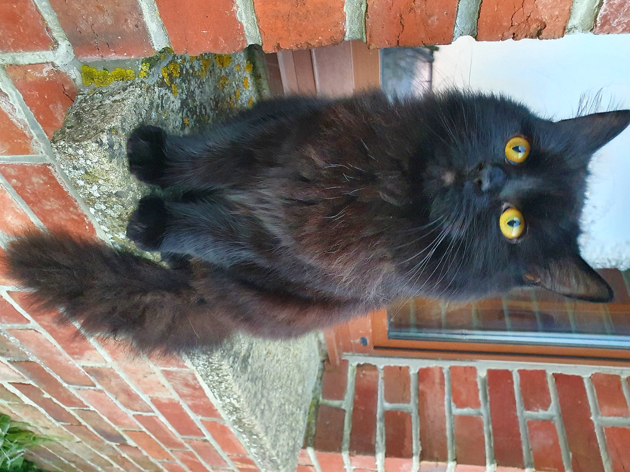 Koba participe au concours pour gagner de l'argent avec cette photo : black_cat, bombay, brick, brickwork, carnivore, cat, claw, domestic_short_haired_cat, felidae, fur, grey, mammal, plant, small_to_medium_sized_cats, snout, tail, vertebrate, whiskers, window, wood