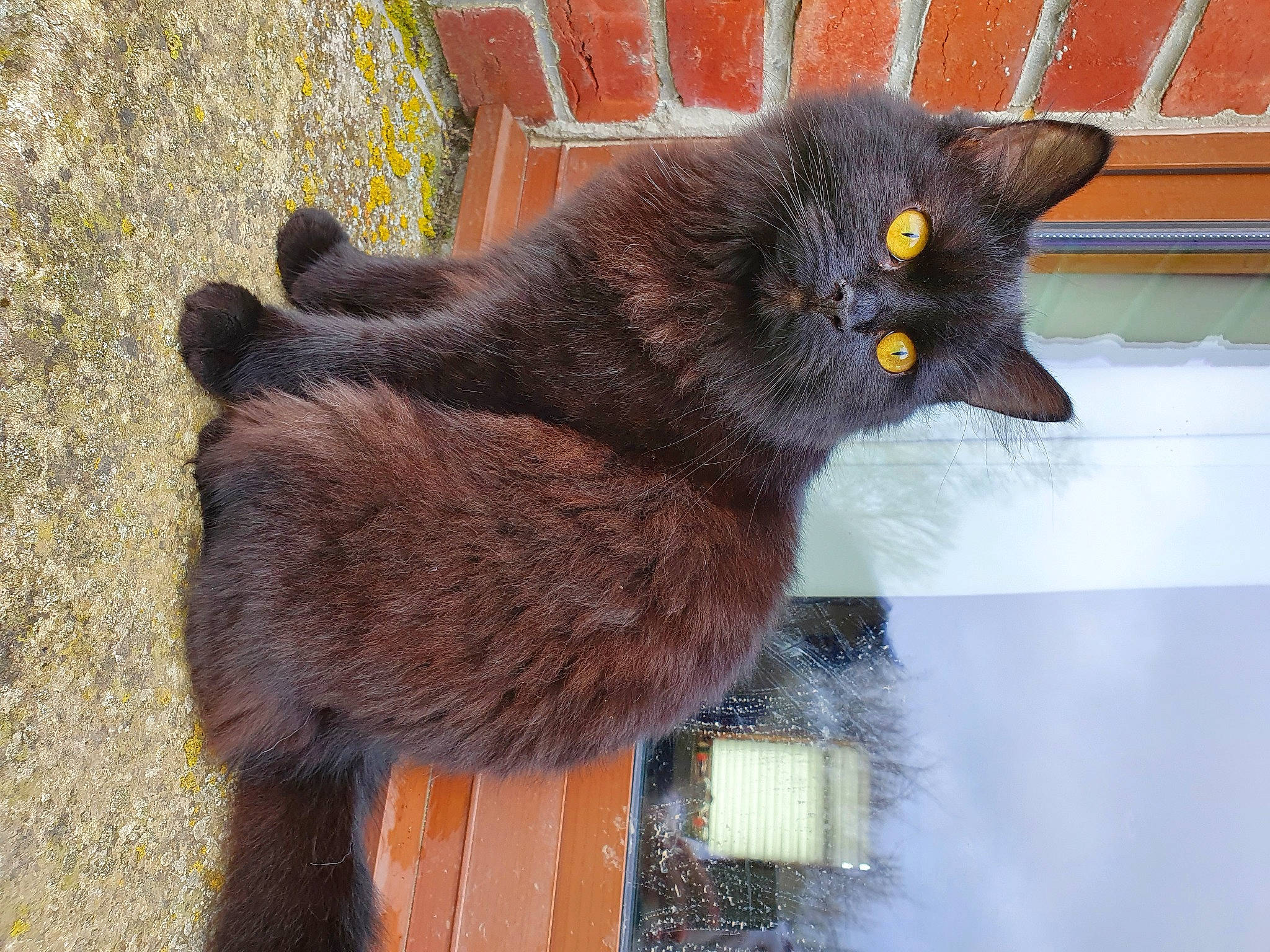 Koba participe au concours pour gagner de l'argent avec cette photo : black_cat, bombay, carnivore, cat, chartreux, claw, domestic_short_haired_cat, eye, felidae, fur, grey, liver, paw, plant, small_to_medium_sized_cats, snout, tail, terrestrial_animal, whiskers, window