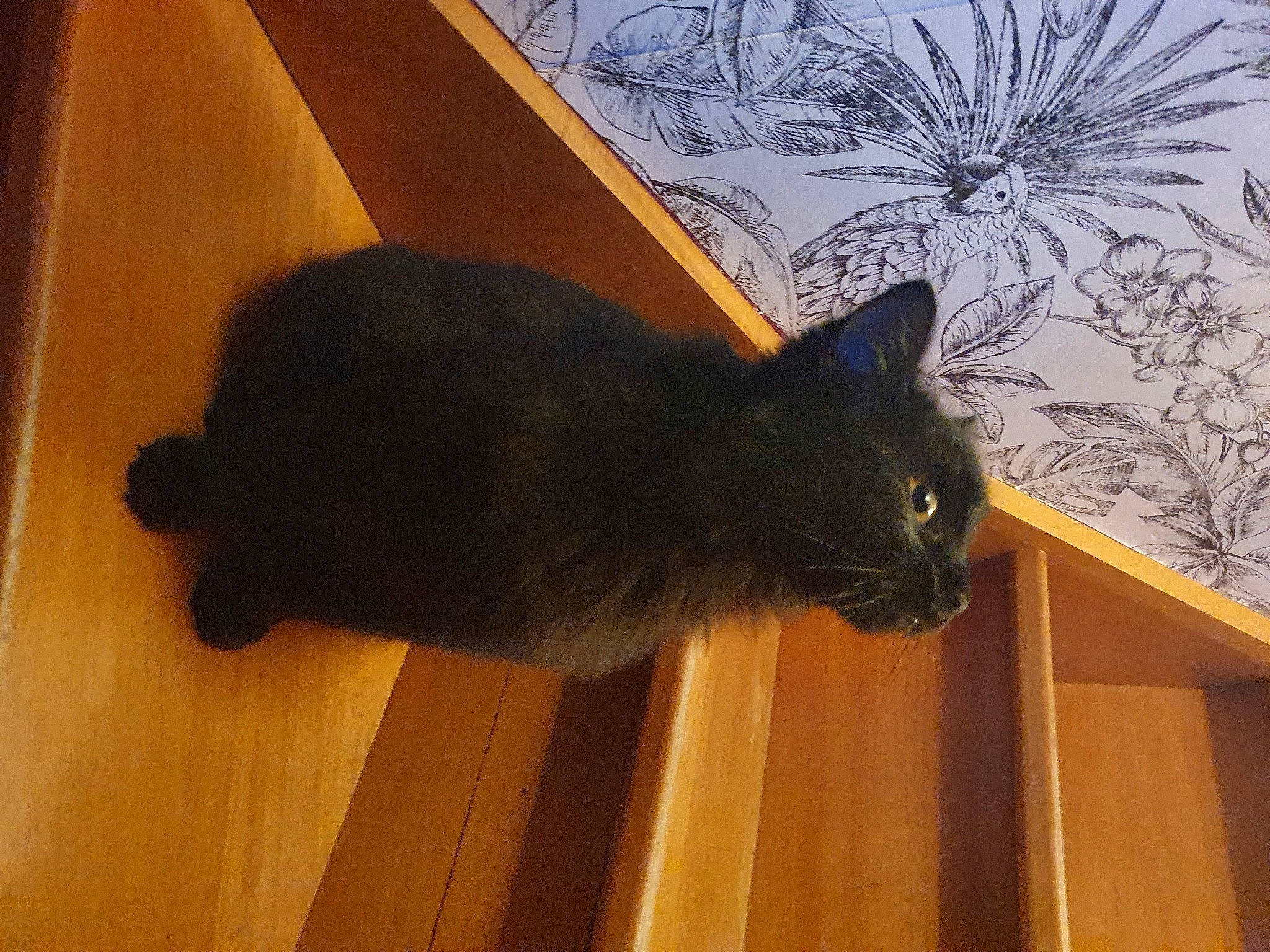 Koba participe au concours pour gagner de l'argent avec cette photo : black_cat, bombay, carnivore, cat, comfort, domestic_short_haired_cat, felidae, flooring, fur, grass, grey, hardwood, plant, small_to_medium_sized_cats, snout, tail, whiskers, wood, wood_flooring, wood_stain