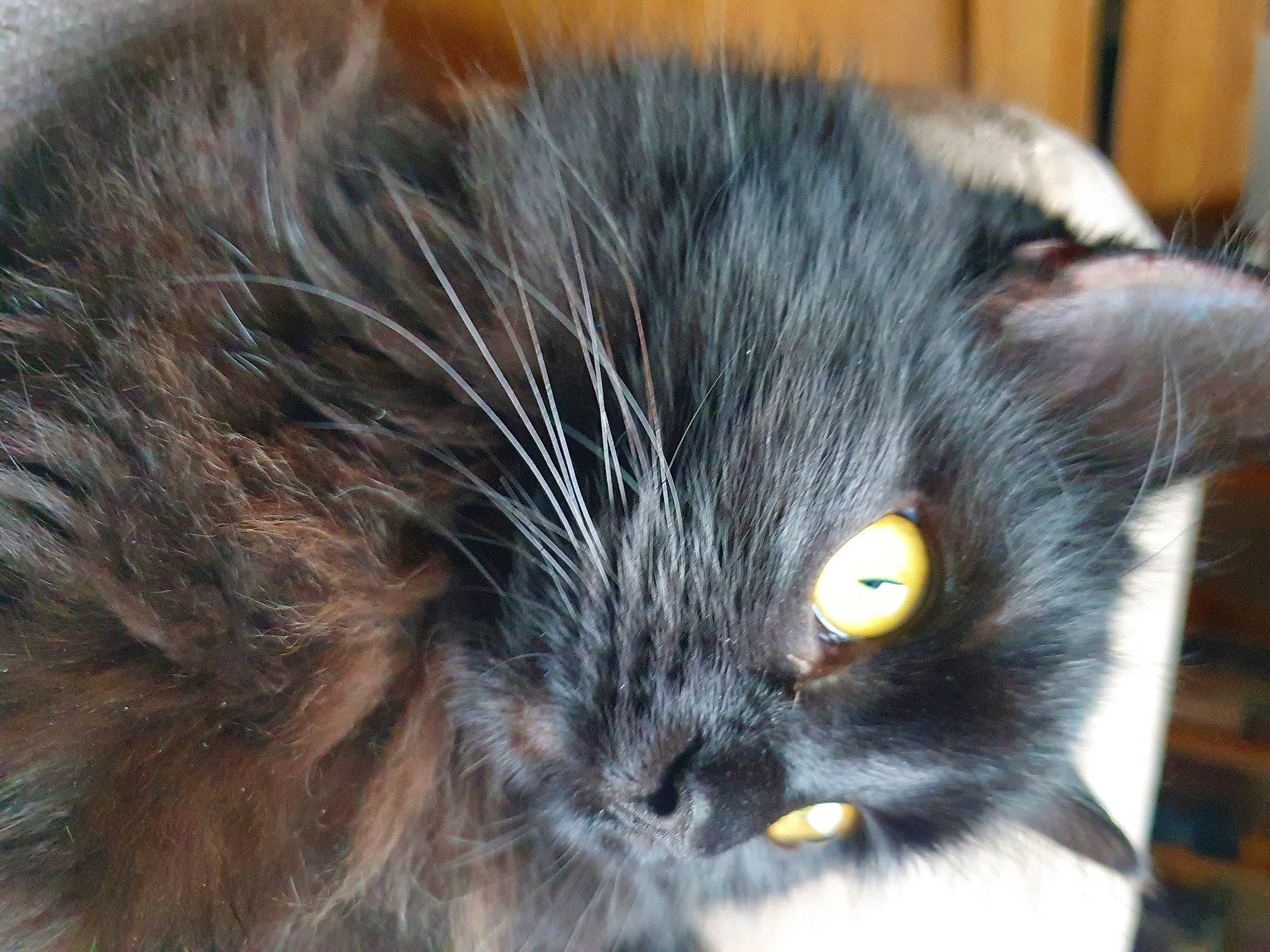 Koba participe au concours pour gagner de l'argent avec cette photo : black_cat, carnivore, cat, claw, domestic_short_haired_cat, ear, eye, felidae, fur, hair, nose, small_to_medium_sized_cats, snout, whiskers