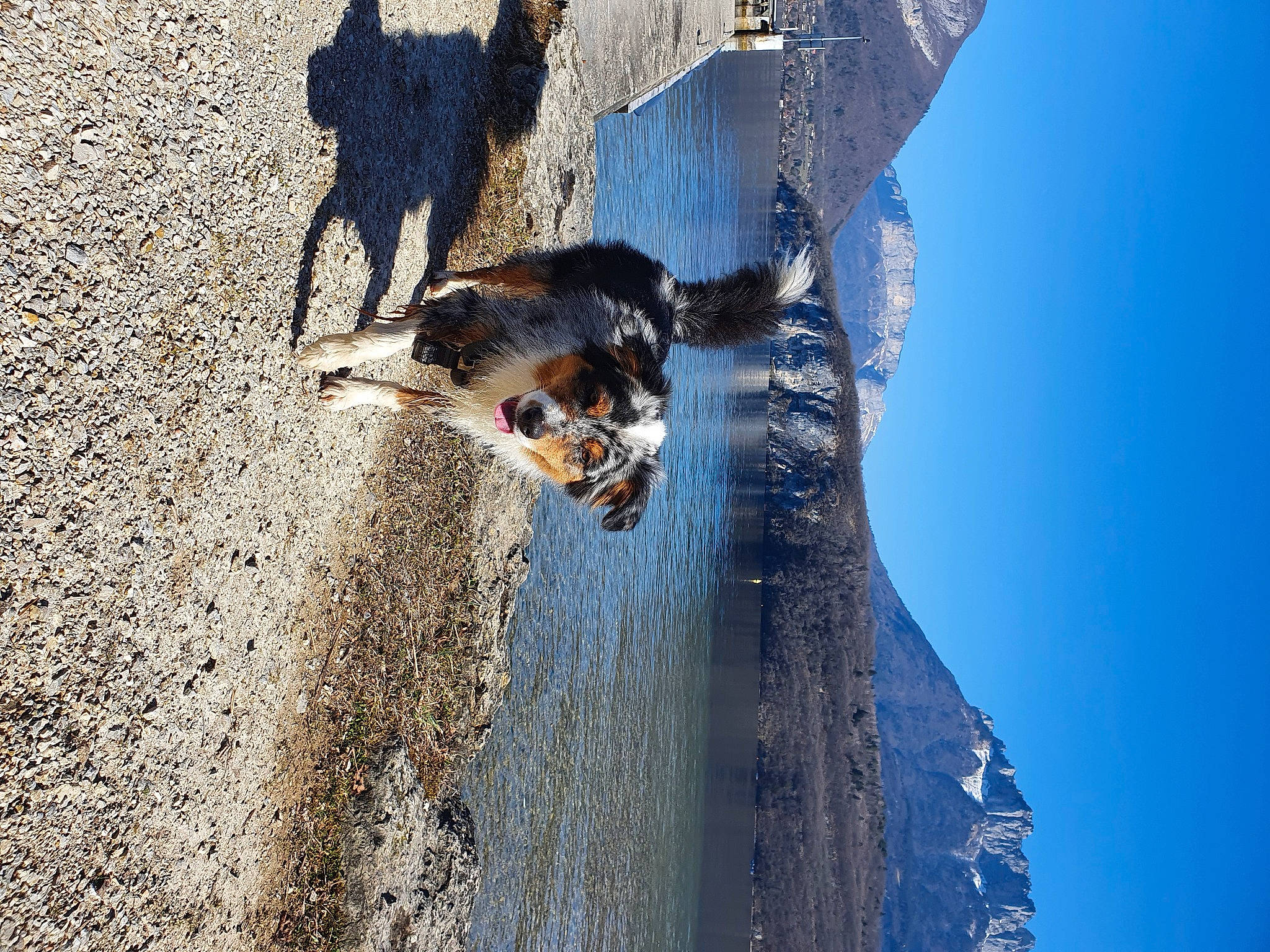 Poppy participe au concours pour gagner de l'argent avec cette photo : asphalt, blue, body_of_water, carnivore, dog, dog_breed, electric_blue, fawn, freezing, mammal, plant, reflection, road_surface, sky, tail, tree, trunk, water, winter, wood