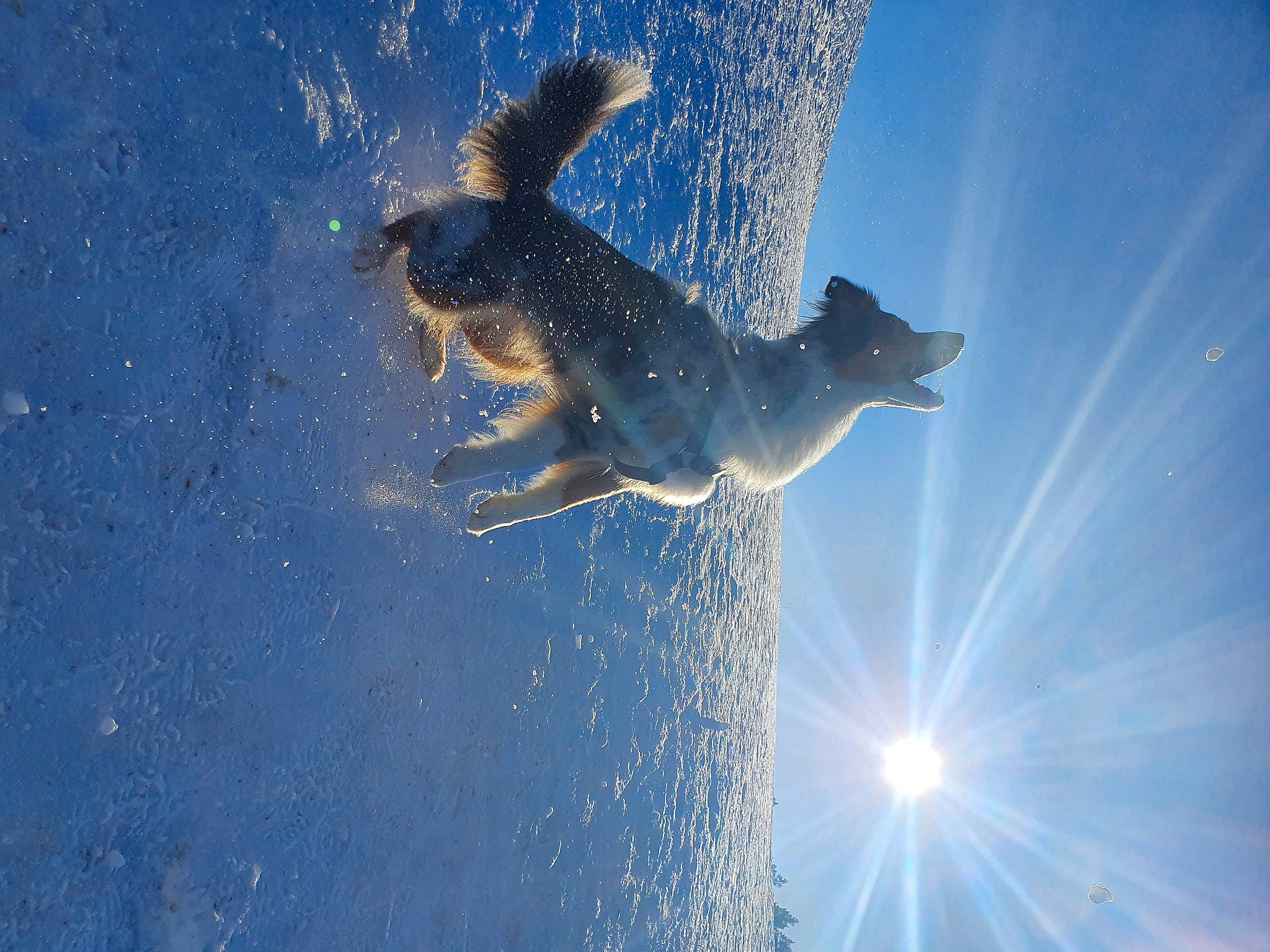 Poppy participe au concours pour gagner de l'argent avec cette photo : astronomical_object, backlighting, blue, cloud, dog, dog_breed, electric_blue, flash_photography, fun, gesture, happy, leisure, lens_flare, people_in_nature, recreation, reflection, shadow, sky, tree, water