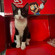 Comet joined the competition — help win amazing prizes! animal, black_and_white, box, cardboard, carpet, cat, cute, eyes, feline, hand, indoor, kitten, mario, nintendo, pet, playful, portrait, red, sitting, whiskers