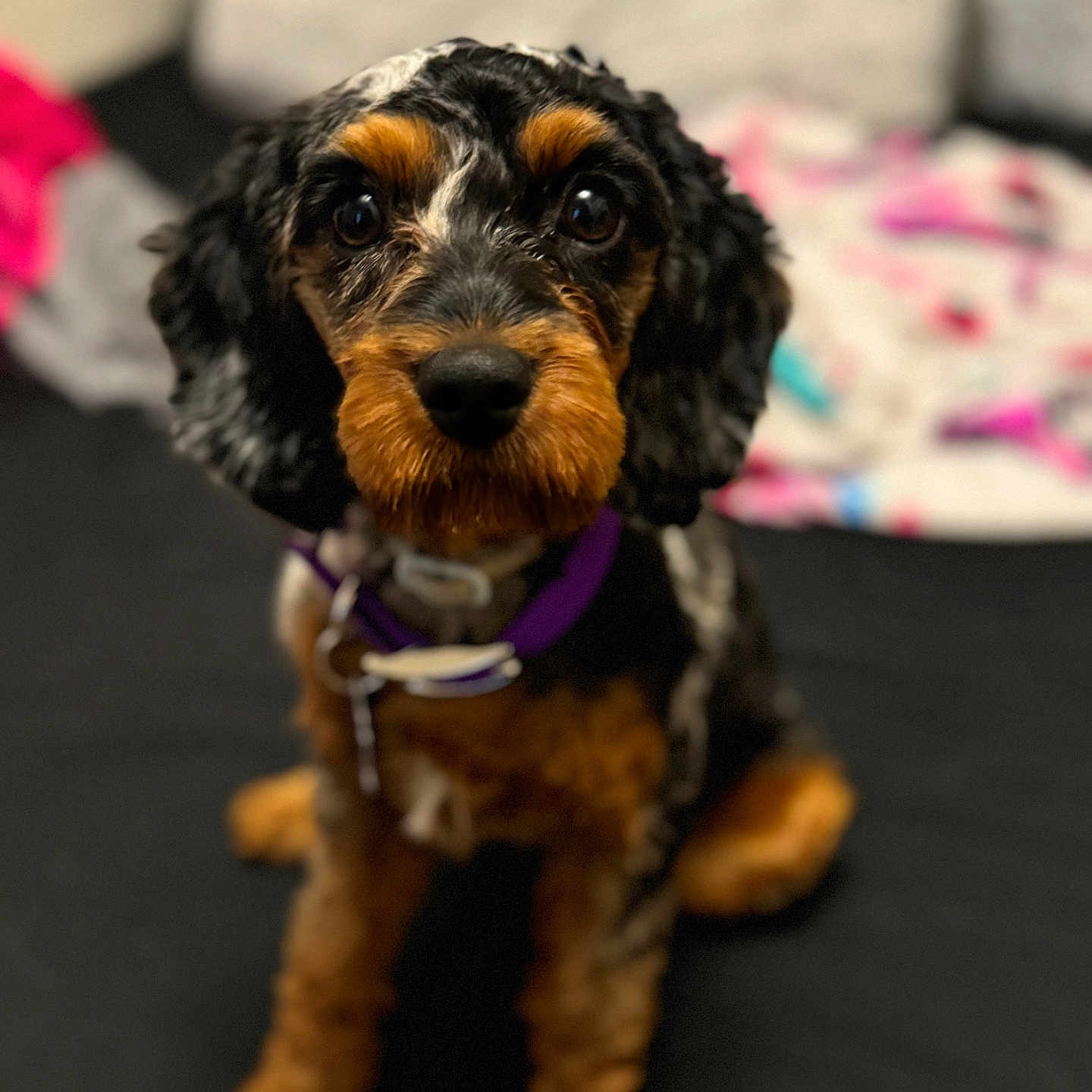 Lucy joined the competition — help win amazing prizes! accessories, airedale, animal, canine, cockerspaniel, couch, dog, furniture, hound, papillon, pet, poodle, puppy, snout, strap, terrier