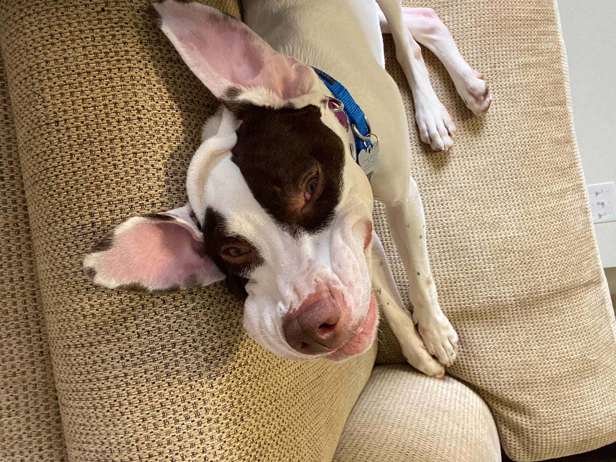Waldo