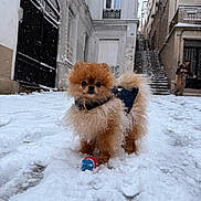 Madu a rejoint le concours — aidez-le/la à gagner de superbes lots ! dog, pomeranian, snow, winter, street, ball, pet, fluffy, animal, jacket, urban, stairs, person, building, cold, outdoor, footprints, cute, small_dog, playful