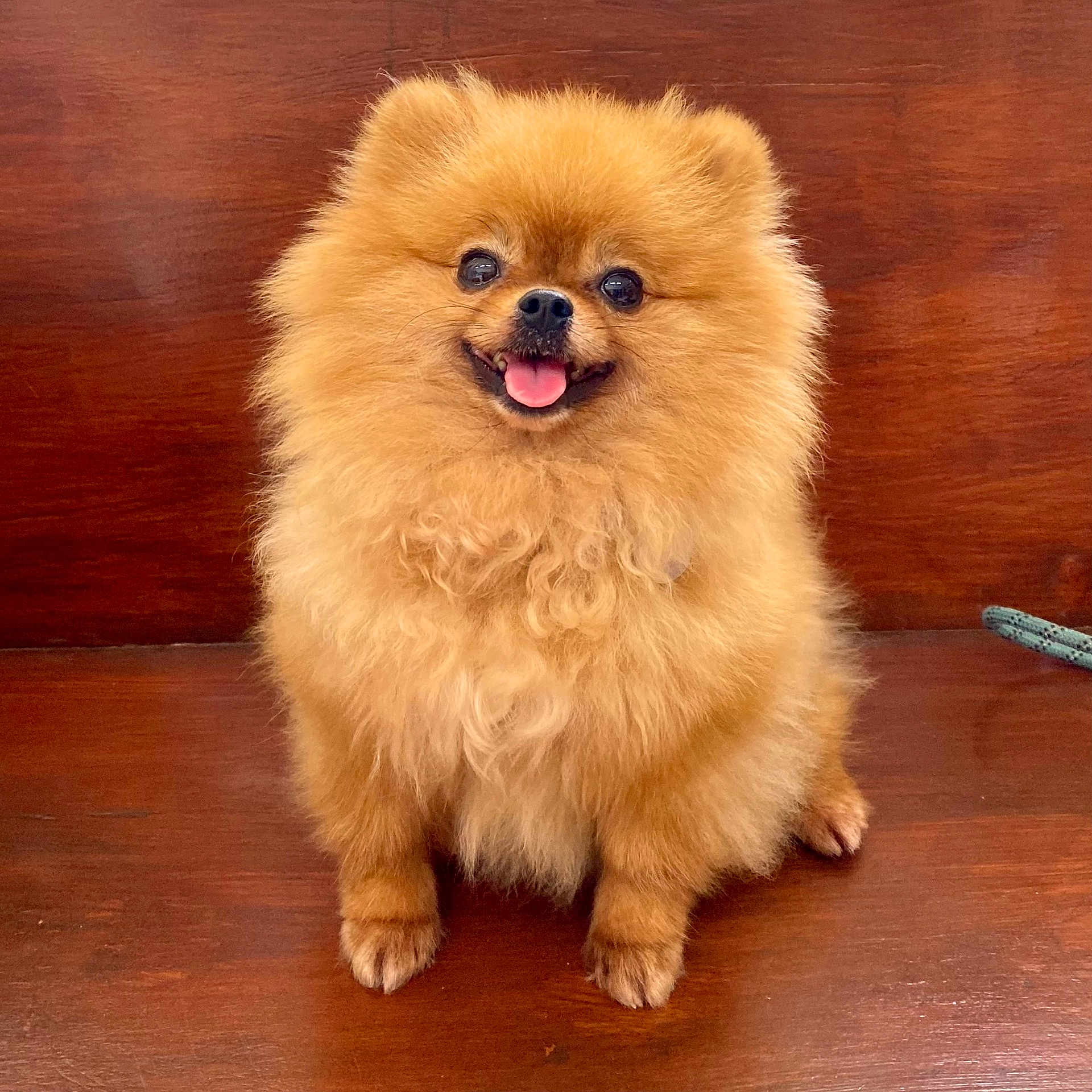 Madu participe au concours pour gagner de l'argent avec cette photo : dog, pomeranian, fluffy, happy, tongue_out, sitting, bench, wooden, pet, cute, small_dog, fur, animal, indoor, portrait, smiling, companion, domestic_animal, friendly, adorable
