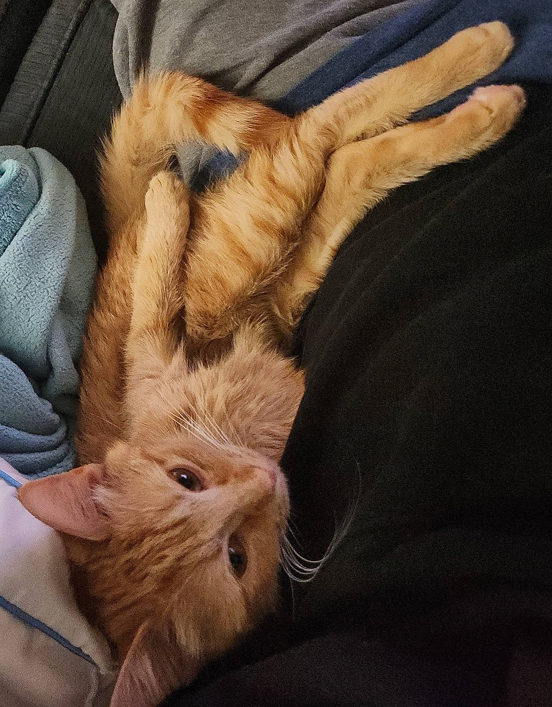 Butter is registered to the contest to win money with this photo: canidae, carnivore, cat, claw, comfort, companion_dog, dog_breed, fawn, felidae, foot, fur, gesture, human_leg, paw, small_to_medium_sized_cats, snout, sporting_group, tail, terrestrial_animal, whiskers