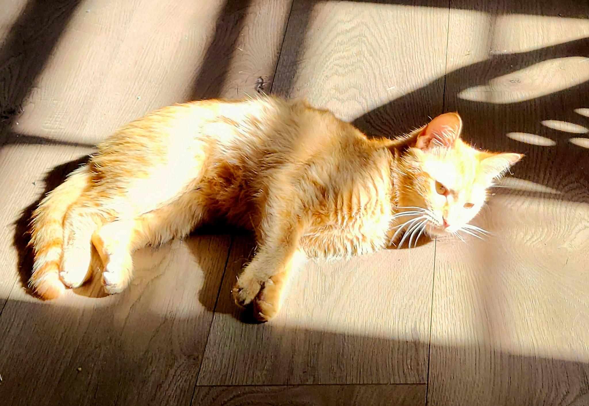 Butter is registered to the contest to win money with this photo: carnivore, cat, claw, domestic_short_haired_cat, eye, fawn, felidae, flooring, foot, fur, human_leg, paw, small_to_medium_sized_cats, snout, tail, terrestrial_animal, tints_and_shades, whiskers, window, wood