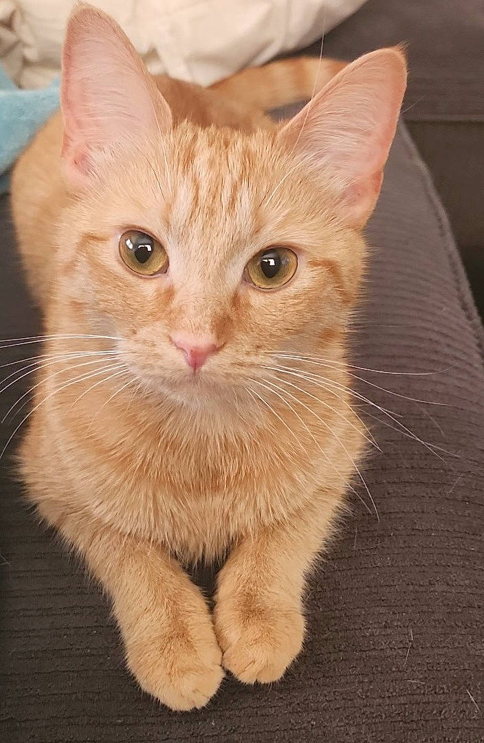 Butter joined the competition — help win amazing prizes! carnivore, cat, claw, domestic_short_haired_cat, eye, fawn, felidae, foot, fur, head, paw, peach, sitting, small_to_medium_sized_cats, snout, tail, terrestrial_animal, whiskers, wood