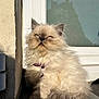 Radjah a rejoint le concours — aidez-le/la à gagner de superbes lots ! cat, kitten, fluffy, persian_cat, window, sunlight, shadow, fur, pet, collar, portrait, outdoor, ledge, white_window_frame, concrete, sitting, whiskers, ears, eyes, closeup