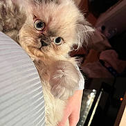 Radjah participe au concours pour gagner de l'argent avec cette photo : cat, kitten, pet, fluffy, fur, paw, big_eyes, close_up, portrait, indoor, human_hand, bedding, blanket, whiskers, ear, cute, cozy, sleepy, holding, stare