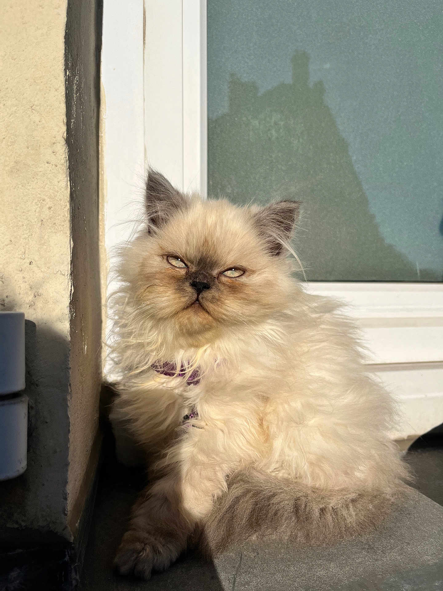 Radjah participe au concours pour gagner de l'argent avec cette photo : kitten, cat, fluffy, long_hair, window, sunlight, shadow, pet, collar, harness, sitting, portrait, whiskers, indoor, fur, cream_color, paws, face, ears, eyes