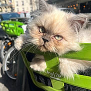 Radjah a rejoint le concours — aidez-le/la à gagner de superbes lots ! bicycle, bike_basket, blue_eyes, blurred_background, buildings, cat, close_up, cute, face, fluffy, fur, green_basket, kitten, outdoor, paws, pet, street, sunlight, urban_scene, whiskers