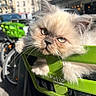 bicycle, bike_basket, blue_eyes, blurred_background, buildings, cat, close_up, cute, face, fluffy, fur, green_basket, kitten, outdoor, paws, pet, street, sunlight, urban_scene, whiskers
