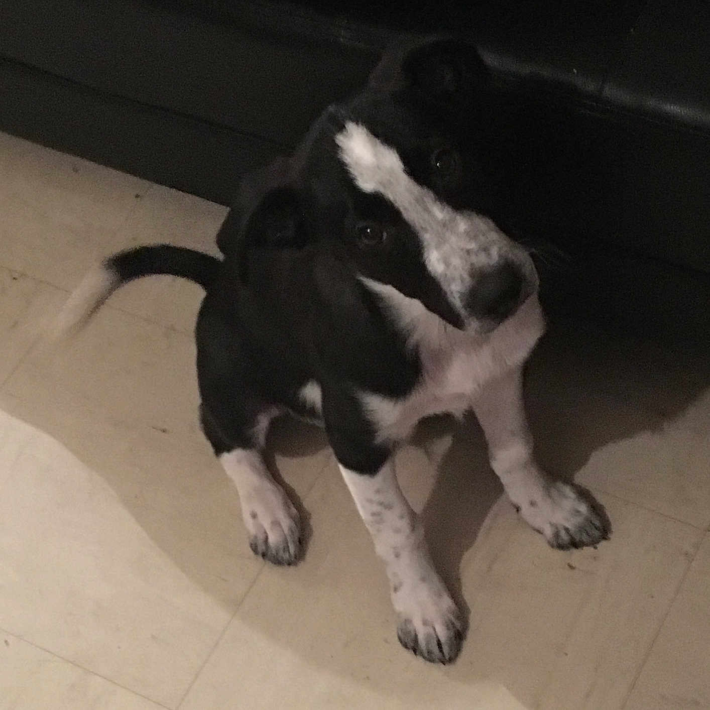 Sultan participe au concours pour gagner de l'argent avec cette photo : canidae, carnivore, dog, dog_breed, mammal, puppy, snout, sporting_group, street_dog, tail