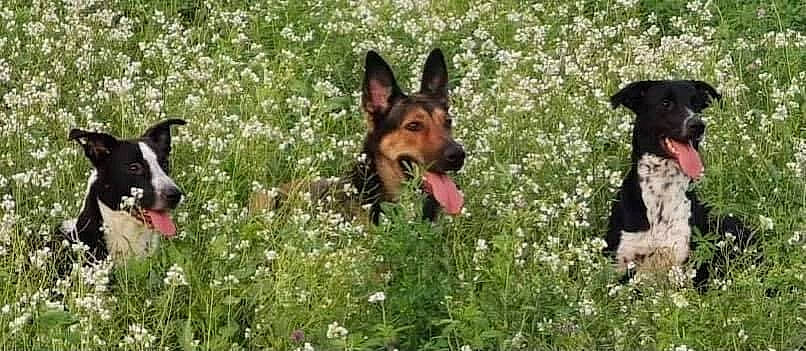Sultan a rejoint le concours — aidez-le/la à gagner de superbes lots ! carnivore, companion_dog, dog, dog_breed, east_european_shepherd, fawn, field, flower, grass, grassland, herbaceous_plant, herding_dog, king_shepherd, meadow, old_german_shepherd_dog, pasture, people_in_nature, plant, prairie, sporting_group