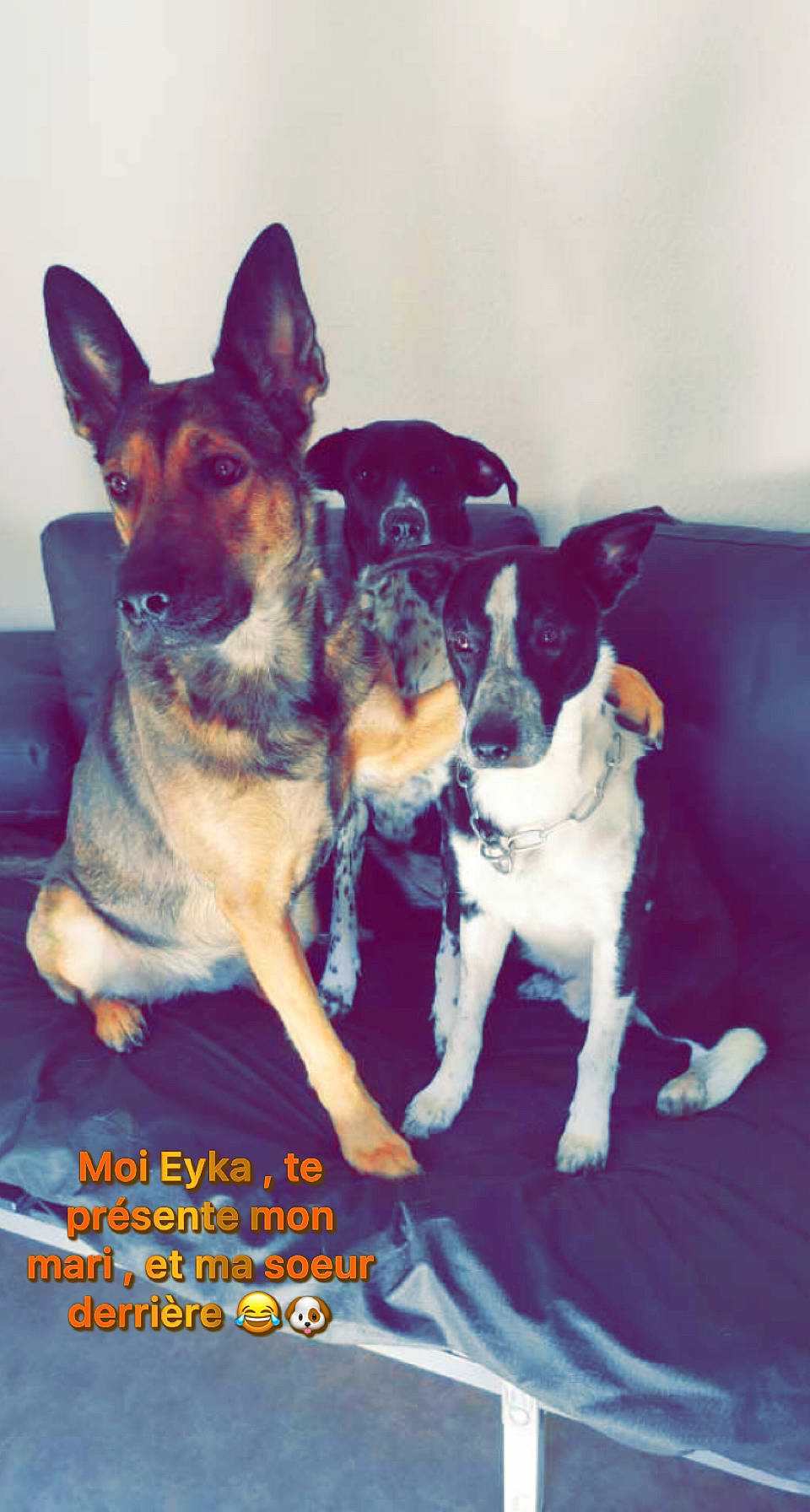 Sultan a rejoint le concours — aidez-le/la à gagner de superbes lots ! ancient_dog_breeds, canidae, carnivore, companion_dog, dog, dog_breed, dog_supply, fawn, fur, happy, herding_dog, paw, puppy, purple, snout, sporting_group, toy_dog, working_animal, working_dog