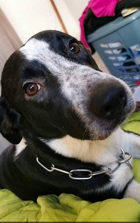 Sultan a rejoint le concours — aidez-le/la à gagner de superbes lots ! borador, canidae, carnivore, collar, companion_dog, dog, dog_breed, dog_collar, dog_supply, fur, hunting_dog, liver, non_sporting_group, pet_supply, snout, sporting_group, terrestrial_animal, whiskers, working_animal, working_dog