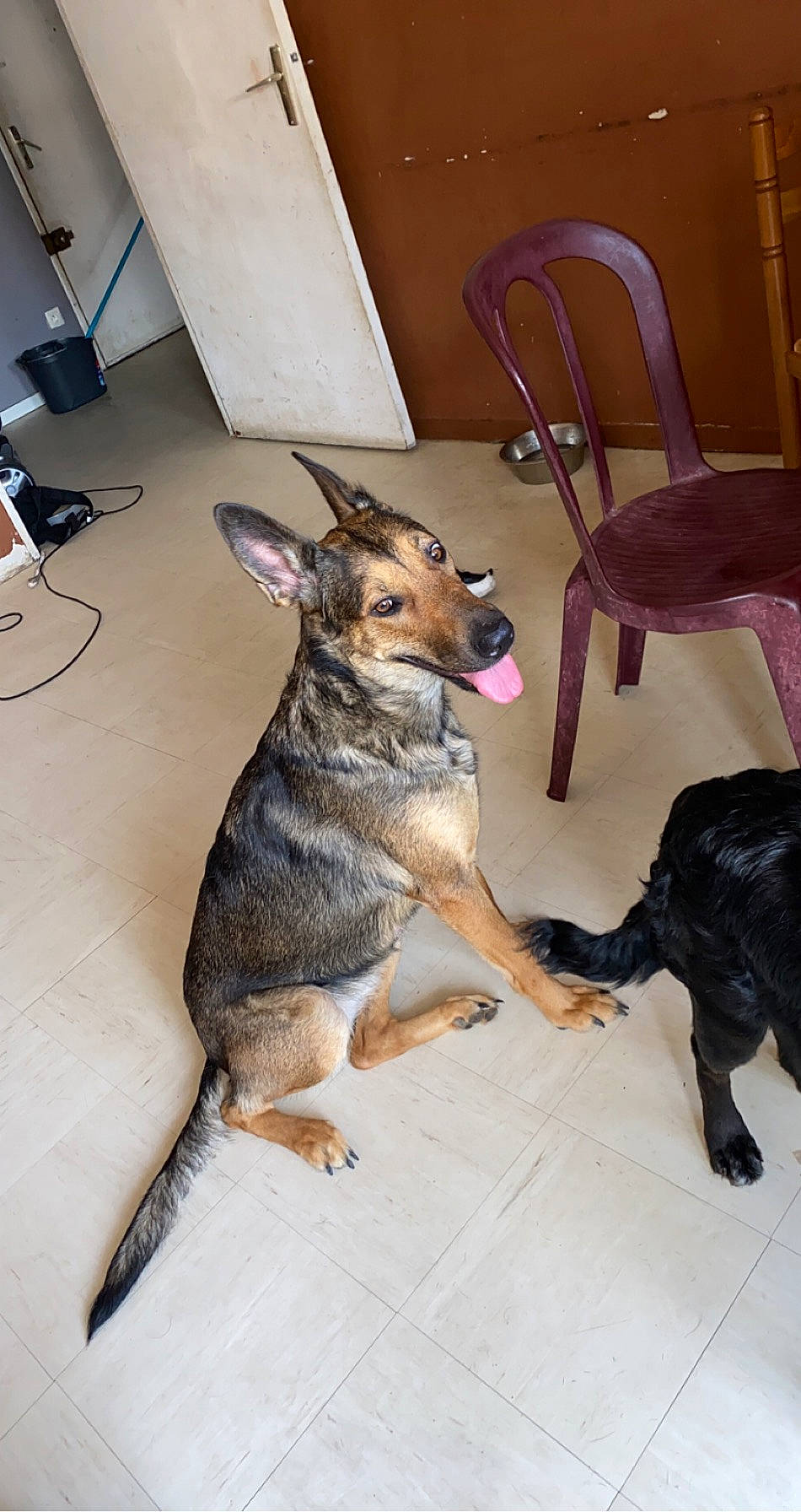 Eyka a rejoint le concours — aidez-le/la à gagner de superbes lots ! canidae, carnivore, dog, dog_breed, fawn, floor, german_shepherd_dog, mammal, snout, sporting_group, vertebrate, wolfdog, working_dog