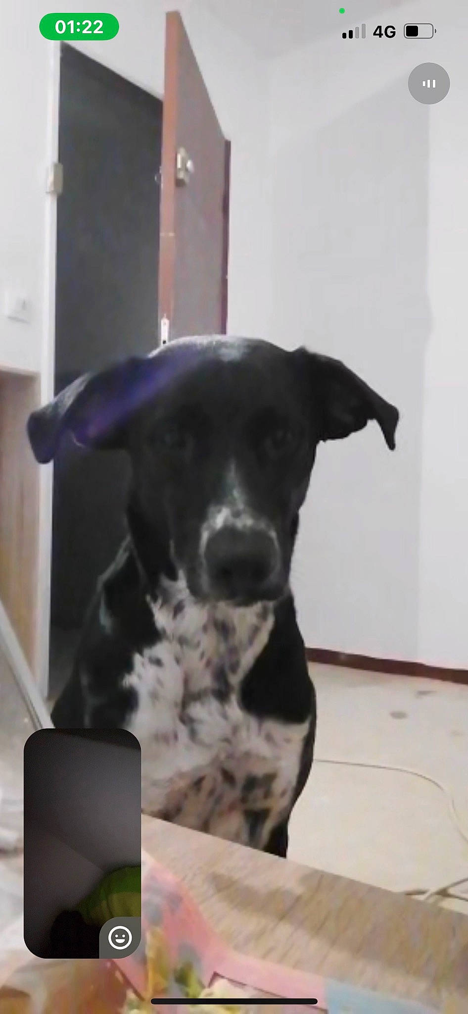 Orla participe au concours pour gagner de l'argent avec cette photo : borador, canidae, carnivore, collar, companion_dog, dog, dog_breed, dog_collar, fawn, flooring, fur, guard_dog, monochrome_photography, paw, pet_supply, sitting, snout, sporting_group, whiskers, working_animal