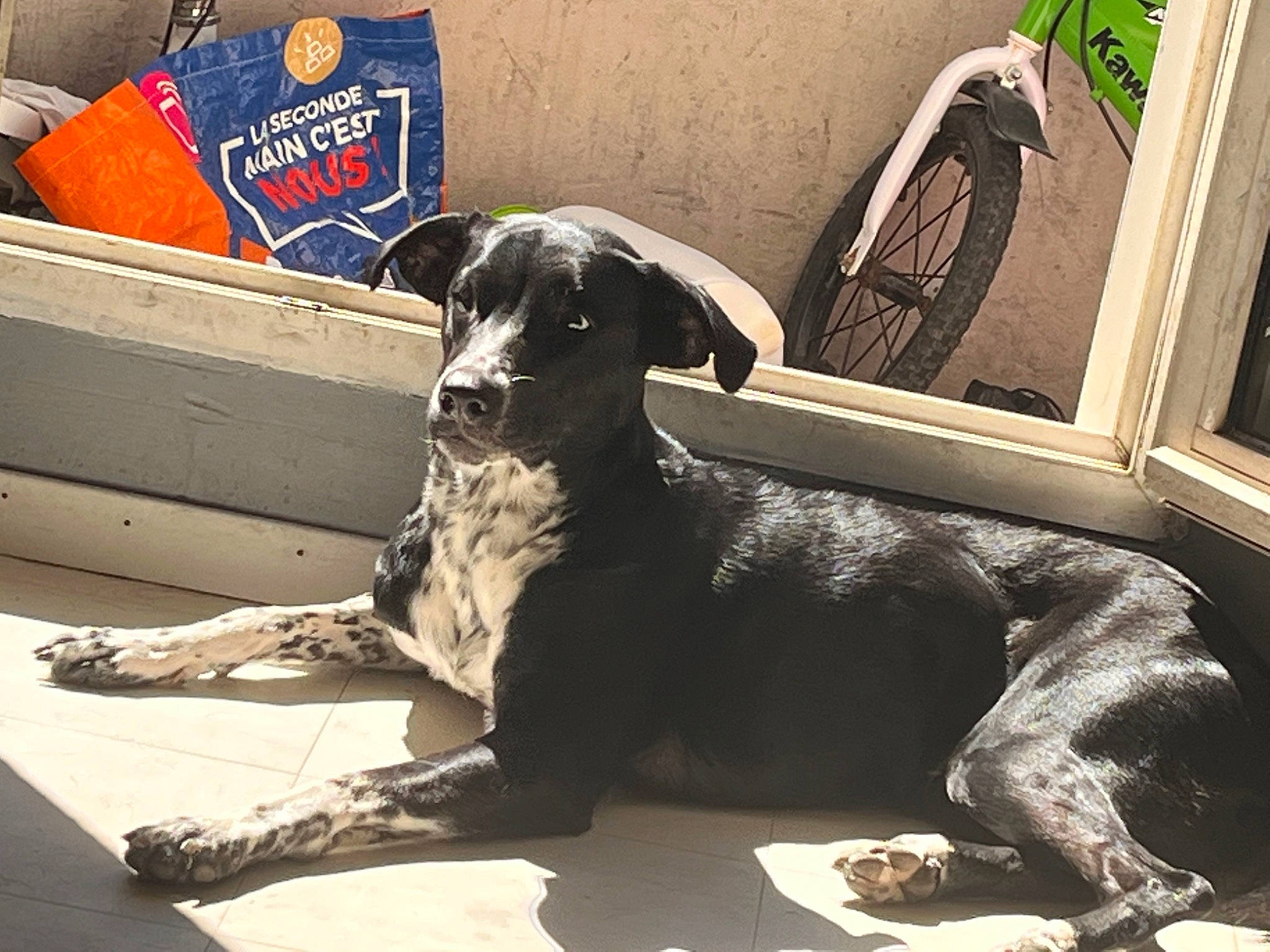Orla a rejoint le concours — aidez-le/la à gagner de superbes lots ! canidae, carnivore, comfort, companion_dog, couch, dog, dog_breed, dog_collar, dog_supply, fur, guard_dog, metal, picture_frame, sitting, sporting_group, tail, toy_dog, whiskers, window, working_animal