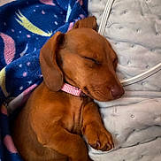 Dazee Mae joined the competition — help win amazing prizes! puppy, dog, sleeping, brown, blanket, pink_collar, cozy, cute, pet, indoors, resting, fur, small, animal, nap, comfort, domestic, cute_pet, young, relaxed