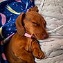 puppy, dog, sleeping, brown, blanket, pink_collar, cozy, cute, pet, indoors, resting, fur, small, animal, nap, comfort, domestic, cute_pet, young, relaxed