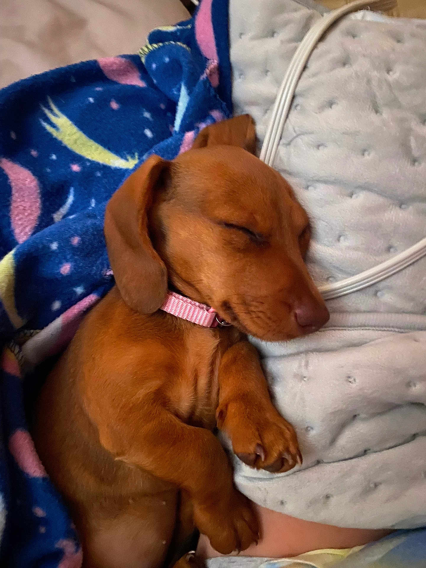 Dazee Mae joined the competition — help win amazing prizes! puppy, dog, sleeping, brown, blanket, pink_collar, cozy, cute, pet, indoors, resting, fur, small, animal, nap, comfort, domestic, cute_pet, young, relaxed