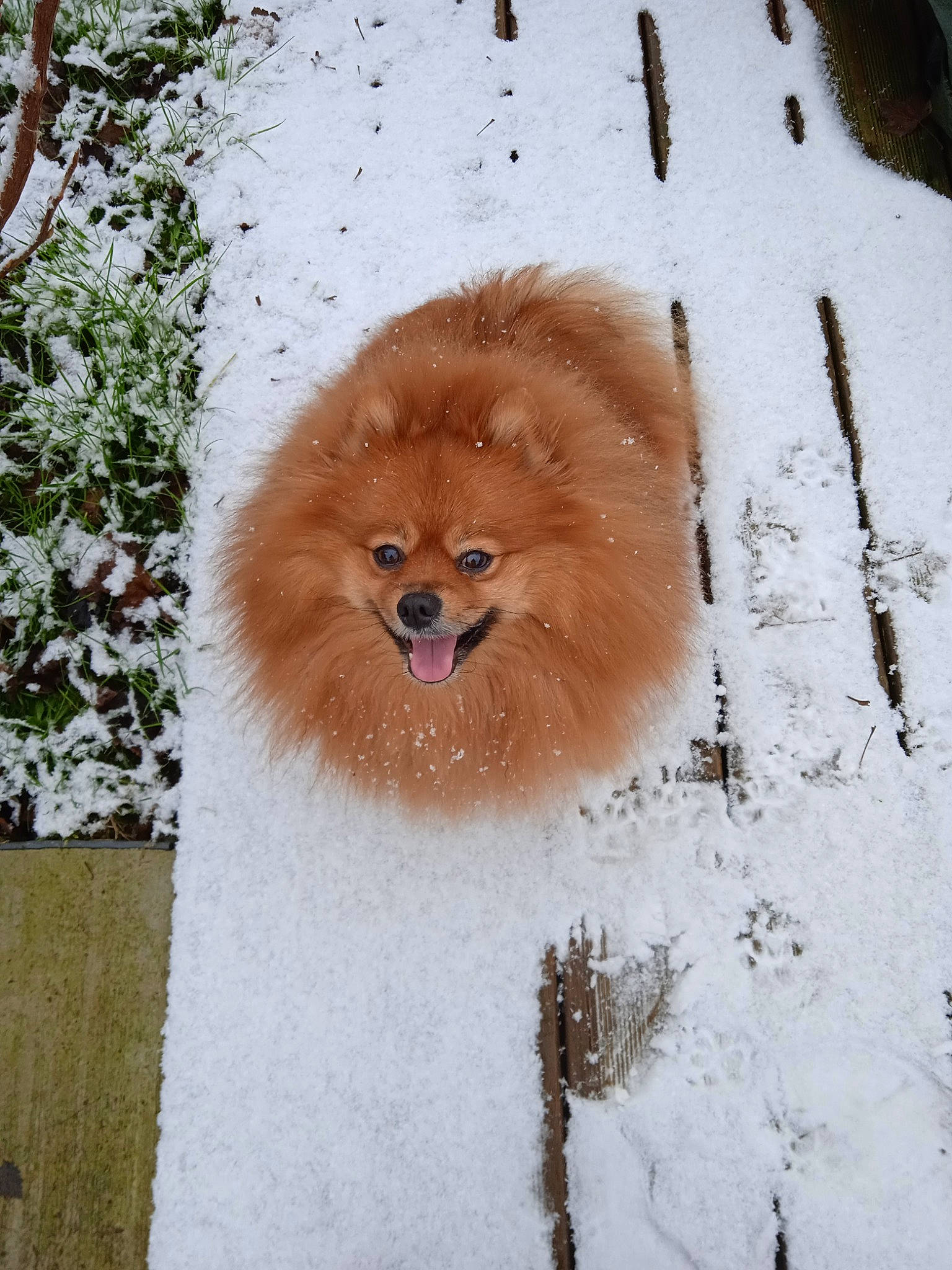 Rosa a rejoint le concours — aidez-le/la à gagner de superbes lots ! canidae, carnivore, companion_dog, dog, dog_breed, fawn, freezing, fur, liver, snout, snow, spitz, sporting_group, tail, terrestrial_animal, whiskers, wildlife, winter, wood, working_animal