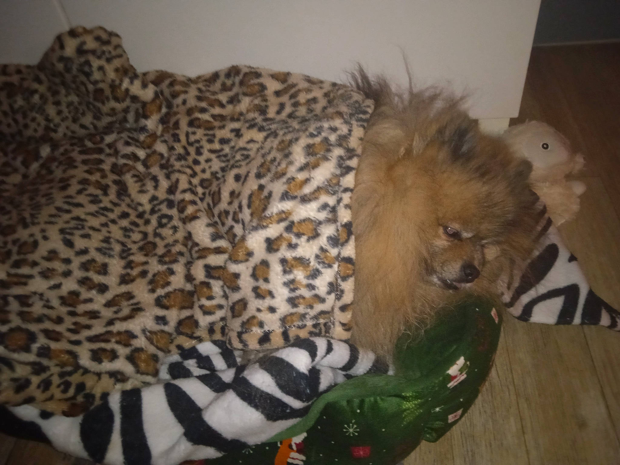 Julio a rejoint le concours — aidez-le/la à gagner de superbes lots ! beak, big_cats, bird, carnivore, comfort, duck, falconiformes, fawn, feather, felidae, fur, leopard, small_to_medium_sized_cats, snout, tail, terrestrial_animal, whiskers, wildlife