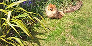 Vegas a rejoint le concours — aidez-le/la à gagner de superbes lots ! animal, backyard, canine, dog, flower, garden, geranium, grass, herbal, herbs, lawn, nature, outdoors, pet, plant, pottedplant, summer, terrier, vegetation, yard