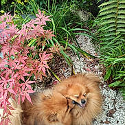 Vegas a rejoint le concours — aidez-le/la à gagner de superbes lots ! dog, fluffy, friendly, fur, garden, greenery, ground, happy, leaves, nature, outdoor, pets, pink_leaves, plants, playing, pomeranian, rocks, shrubs, small_dog, two_dogs