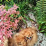 dog, fluffy, friendly, fur, garden, greenery, ground, happy, leaves, nature, outdoor, pets, pink_leaves, plants, playing, pomeranian, rocks, shrubs, small_dog, two_dogs