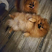 Vegas participe au concours pour gagner de l'argent avec cette photo : animal, brown, canine, companions, cute, dog, domestic_animal, floor, fluffy, fur, happy, indoor, lying_down, pet, playful, pomeranian, sitting, small_dog, two_dogs, wooden_floor