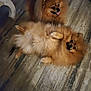 animal, brown, canine, companions, cute, dog, domestic_animal, floor, fluffy, fur, happy, indoor, lying_down, pet, playful, pomeranian, sitting, small_dog, two_dogs, wooden_floor