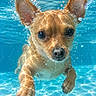 Pablo participe au concours pour gagner de l'argent avec cette photo : dog, puppy, underwater, swimming, pool, water, bubbles, wet_fur, brown_fur, small_dog, chihuahua, portrait, close_up, front_view, ears, paws, canine, aquatic, sunlight, cute