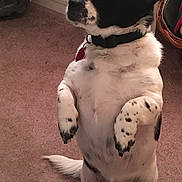 Bailey is registered to the contest to win money with this photo: dog, black_and_white, standing, indoor, carpet, pet, curious, collar, small_dog, furniture, basket, animal, cute, looking_sideways, domestic, household, floor, tail, spot, canine