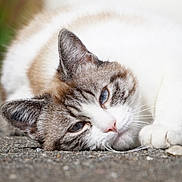 Mia a rejoint le concours — aidez-le/la à gagner de superbes lots ! cat, blue_eyes, lying_down, relaxed, close_up, fur, whiskers, outdoor, animal, pet, face, sleepy, soft_focus, white_fur, brown_fur, pink_nose, ears, ground, texture, portrait