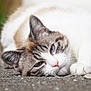 cat, blue_eyes, lying_down, relaxed, close_up, fur, whiskers, outdoor, animal, pet, face, sleepy, soft_focus, white_fur, brown_fur, pink_nose, ears, ground, texture, portrait