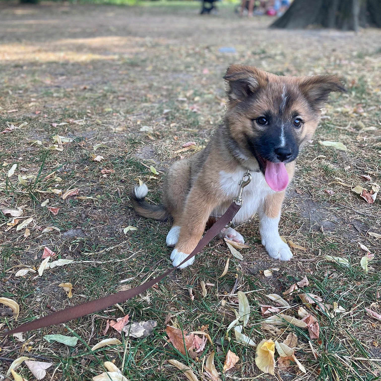 Freyja