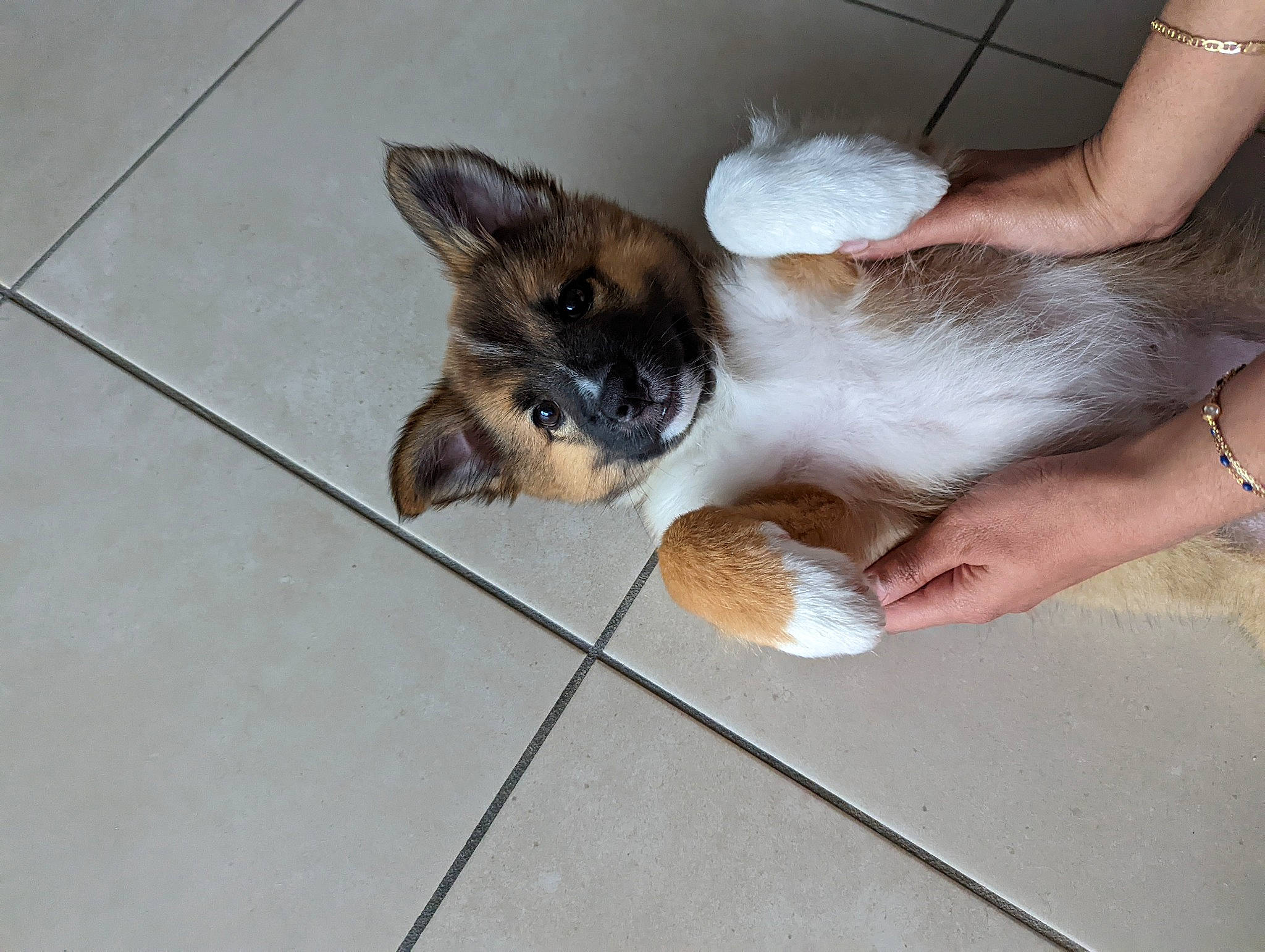 Freyja a rejoint le concours — aidez-le/la à gagner de superbes lots ! carnivore, cat, comfort, companion_dog, dog_breed, ear, fawn, felidae, finger, flooring, foot, gesture, hand, nail, paw, small_to_medium_sized_cats, snout, tail, tile_flooring, whiskers