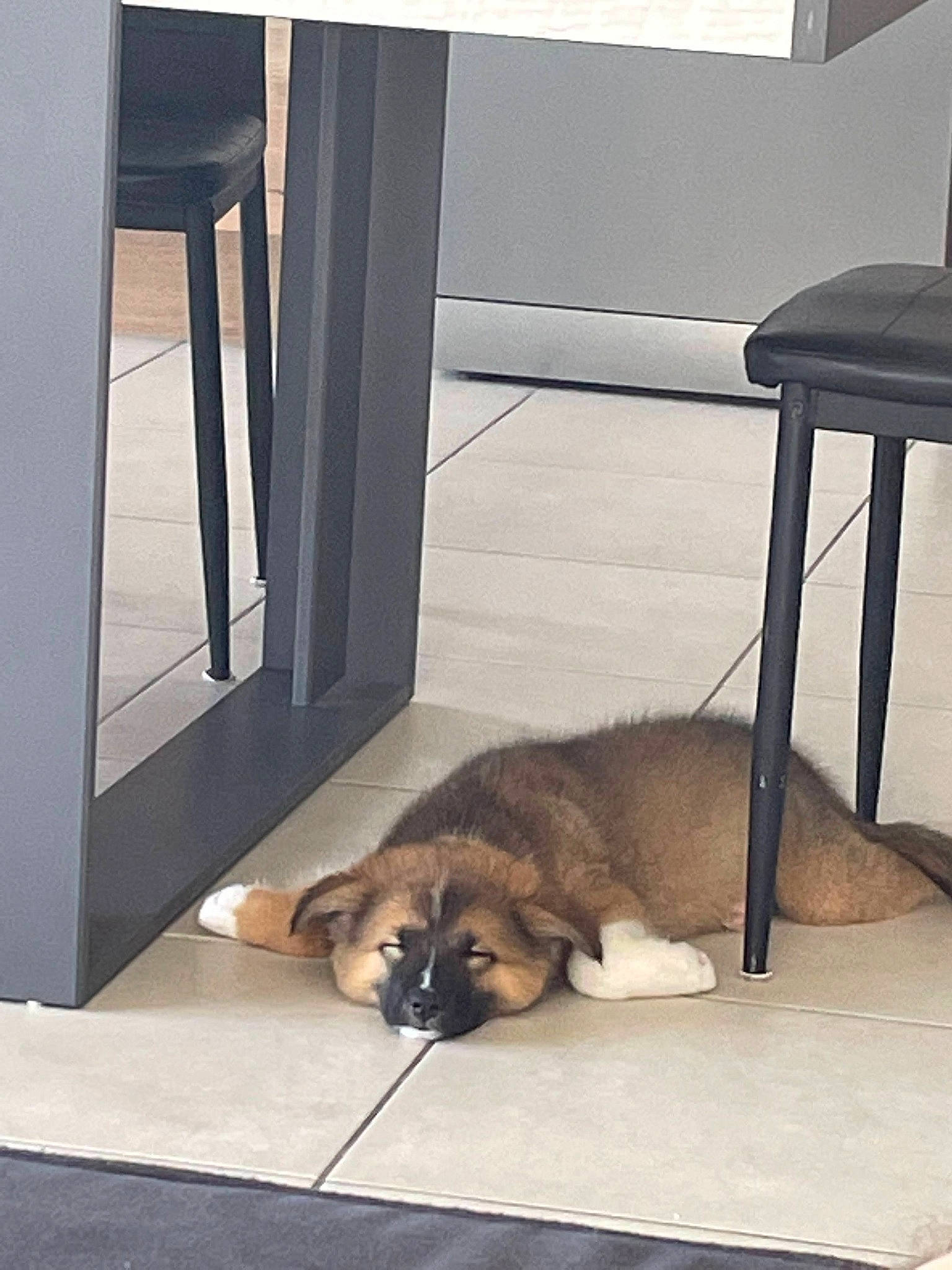 Freyja a rejoint le concours — aidez-le/la à gagner de superbes lots ! carnivore, comfort, companion_dog, dog, dog_breed, door, fawn, felidae, floor, flooring, fur, hardwood, room, small_to_medium_sized_cats, sporting_group, tail, terrestrial_animal, whiskers, window, wood