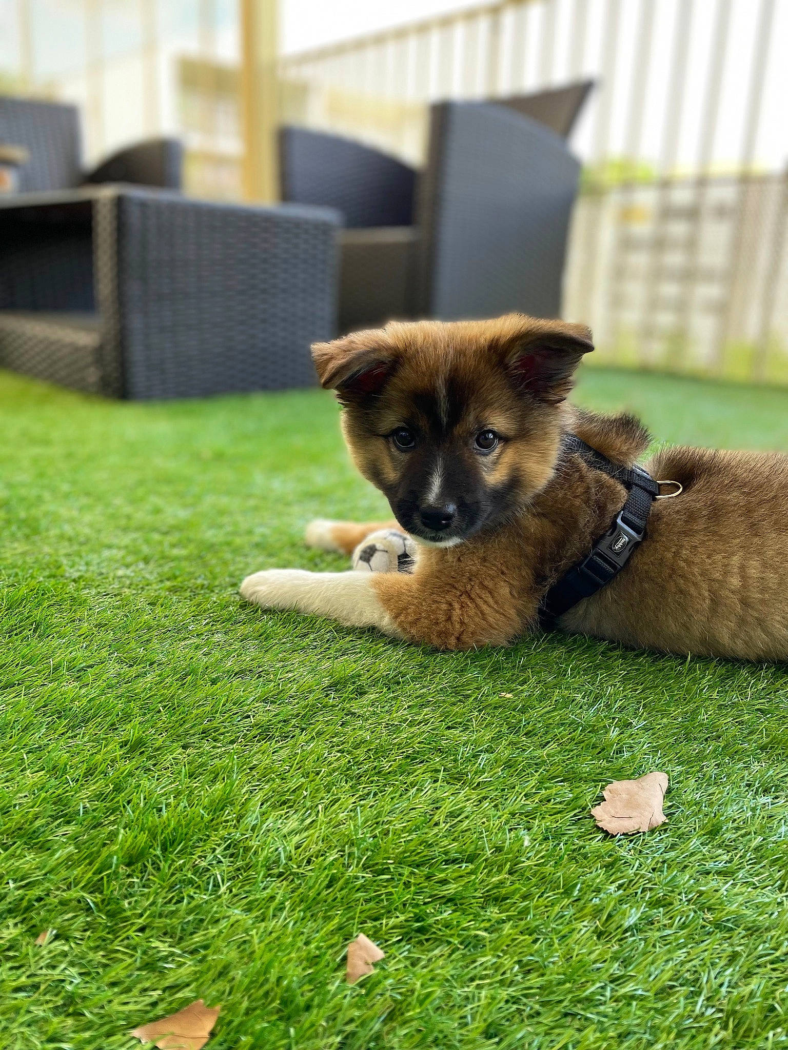 Freyja participe au concours pour gagner de l'argent avec cette photo : canidae, carnivore, companion_dog, dog, dog_breed, fawn, fence, fur, grass, grassland, groundcover, plant, snout, sporting_group, tail, terrestrial_animal, toy_dog, whiskers, working_animal, working_dog