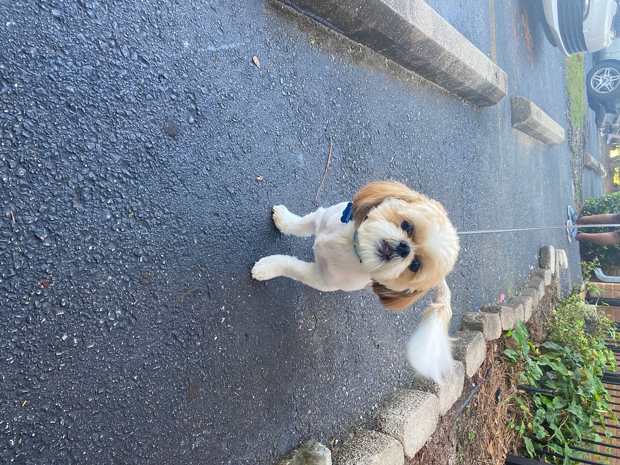 Macky joined the competition — help win amazing prizes! asphalt, canidae, companion_dog, concrete, curb, dog_breed, fawn, felidae, fur, grass, plant, road, road_surface, sidewalk, soil, sporting_group, street_dog, tail, tar, wildlife